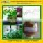 100% Natural Gotu Kola Extract 90% Asiaticosides