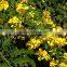 CASSIA OIL