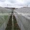 green plant protection netting insect proof net