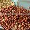 Popcorn Popper corn snack production line air popcorn maker