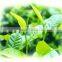 Hot Sale Pure Tea Tree Essential Oil8008-98-8