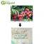 GYC litchi lichi lichee leechee lychee nucleus stone remover removing machine