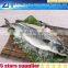 Sea mackerel fish in hot sale, 300-500g pacific mackerel fish, deep sea catching fish mackerel