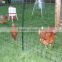Plastic square netting protect deer from away
