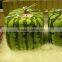 plastic square box mould for square watermelon