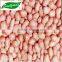 Chinese long type Peanut Kernels