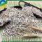 New crop Chinese sunflower seed kernel for export