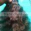 remy hair extension
