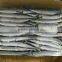 80-100g Frozen Saury For Bait