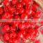 canned sweet cherry