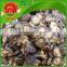 Bulk fresh shiitake mushroom on sale smooth mushroom