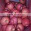 fresh apples