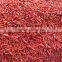 Dried red hot chilli