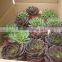 Echeveia 'Black Prince' of succulent plants