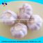 good quality normal white fresh garlic size4.0cm