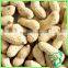 New Crop Peanut For Sale Long Shape Round Type