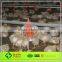 Chicken breeding machine/ chicken poultry breeding houses/ chicken farm equipment