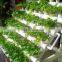 Hydroponic Growing Systems Rock Wool cubes
