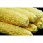 best quality yellow and Red corn for sale with lowest price (Grade A)
