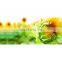 Custom Printing Eco Friendly PVC Yoga Mat