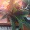 Aritificial Leaves Home Decoration Artificical Grass Blade Artificial Flowers Bouquets