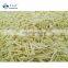 Sinocharm ISO Certified Frozen Bamboo Shoot Strips