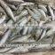 Frozen WR Sardinella lemuru