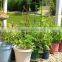 tomato plant spiral support stakes