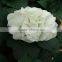 Cheap and good quality festival decorative fresh cut flowers hydrangea