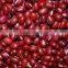 China Small red beans for sale