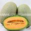 2016 fresh hami melon powder for sale