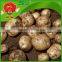 high quality fresh yellow potato on sale fresh russet potato
