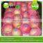 New crop Yantai Grade 1 Apple from China
