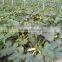 High diseases resistance hybrid Squash seeds Zucchini seeds for growing-Zhen Yu168