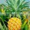 GMP Certified Manufacturer Supply Pineapple Extract Powder