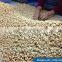 MANUFACTURER VIETNAM CASHEW NUT SP(+841657106604 - WHATSAPP)