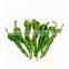the latest F1 hybrid early maturing long green pepper chill seeds vegetable seeds to plant