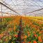 China supplier low cost agriculture polytunnel mushroom greenhouse