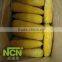IQF processing Frozen sweet corn cob