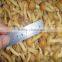 IQF Frozen Nameko M L grade European market