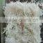 Cordyceps sinensis freeze dryer
