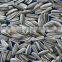 sunflower seeds origin of place CHINA