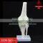 Transparent human knee joint model