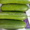 Fresh Cucumber, Best grade cucumber, Premium Class 1 Fresh Green Cucumber