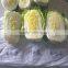 Long Cabbage