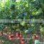 High Disease Resistant Early Maturity Hybrid Tomato seeds for sale