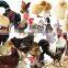 Professional Good Quality Poultry Scalder Chicken Scalding Machine