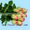 Environment-friendly Fresh Rose Supply Fresh Cut Roses Hopeshow for Parties From KUNMING