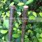 Black tonkin bamboo cane/pole