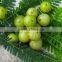 Amla Extract